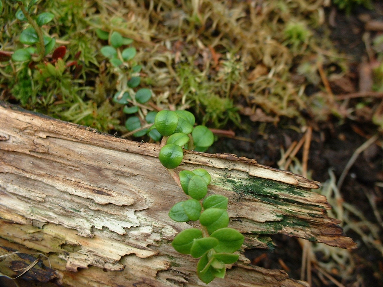 Gaultheria hispidula